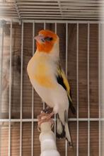 Majoor putter man 2023, Dieren en Toebehoren