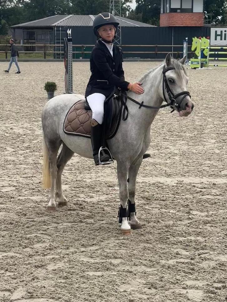 brave b pony !, Dieren en Toebehoren, Pony's, B