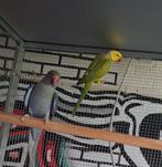 Bewezen koppel halsbandparkieten, Dieren en Toebehoren, Meerdere dieren, Parkiet, Geringd