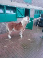 Shetland ponys, Met stamboom