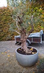 80 jarige olijfboom in mooie pot, Tuin en Terras, Ophalen, In pot, Olijfboom