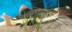 Red tail catfish en flowerhorn gratis af te halen, Animaux & Accessoires, Poissons | Poissons d'aquarium