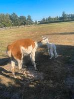 Alpaca merrie, met hengste veulen, Dieren en Toebehoren, Augustus, Vrouwelijk
