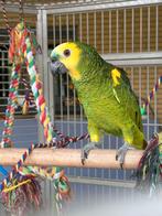 Amazone à front bleu, Animaux & Accessoires, Mâle, Perroquet, Parleur