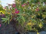 Oleander, Tuin en Terras, Planten | Tuinplanten, Ophalen