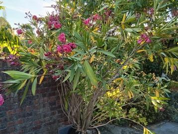 Oleander  beschikbaar voor biedingen
