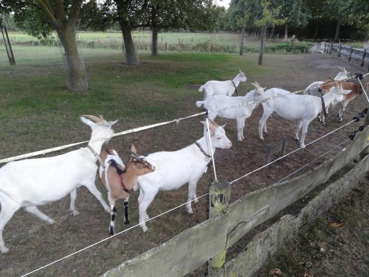 Geiten, 1 betje, 3 bokjes te koop, Dieren en Toebehoren, Schapen, Geiten en Varkens, Geit, Meerdere dieren, 0 tot 2 jaar