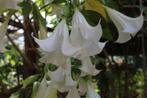 Brugmansia of engelentrompet, Ophalen of Verzenden, Zomer