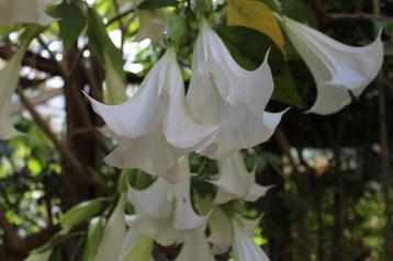 Brugmansia of engelentrompet   beschikbaar voor biedingen