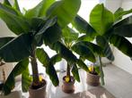Bananen planten, Huis en Inrichting, Ophalen of Verzenden