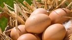 Verse eieren te koop!!! In Balen Kerkhoven, Dieren en Toebehoren