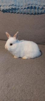 Dwergkonijntje ram, Dieren en Toebehoren, Konijnen