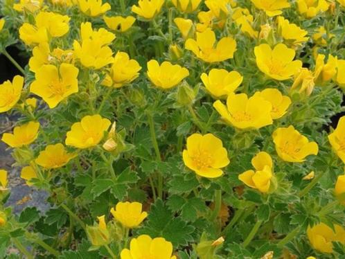 Potentilla fragiformis yellow (ganzerik), Tuin en Terras, Planten | Tuinplanten, Vaste plant, Volle zon, Lente, Ophalen