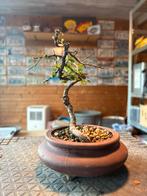 Bonsai boompje, Tuin en Terras, Planten | Bomen, In pot, Halfschaduw, Zomer, Overige soorten