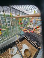 Vogelkooi van maxi zoo en 5 mooie parkieten,gratis accessoir, Mannelijk, Parkiet, Geringd