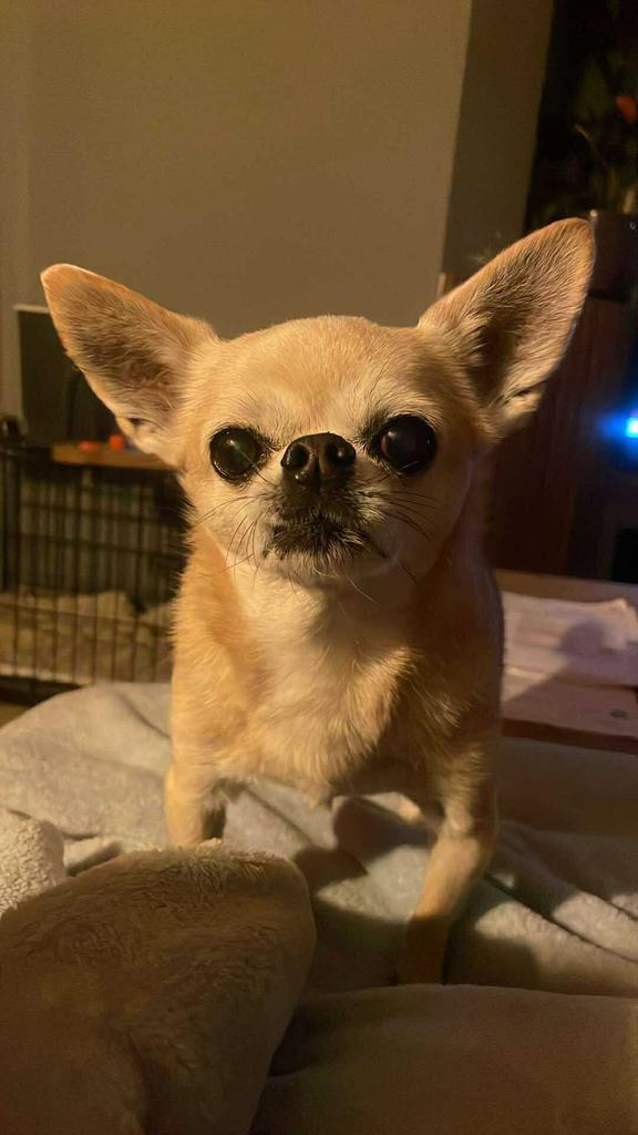 Dierenoppas eender welk dier, Dieren en Toebehoren, Overige Dieren, Meerdere dieren, Januari