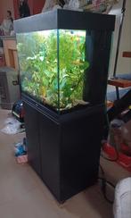 Recente aquarium Juwel Lido 120 met onderkast, Dieren en Toebehoren, Ophalen, Zo goed als nieuw
