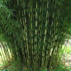 Bamboe in soorten, Bamboe, Struik, Ophalen