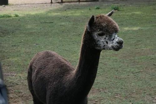 Alpaca dekhengst grey harlekijn met stamboek, Dieren en Toebehoren, Overige Dieren