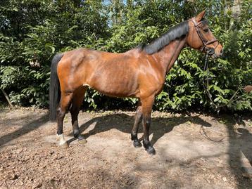 12 jarige merrie springpaard VITTORIO X 33stb-H JASPER  beschikbaar voor biedingen