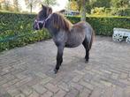 2  mini hengst veulens, Dieren en Toebehoren, Hengst, A pony (tot 1.17m), Gechipt, 0 tot 2 jaar