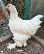 Brahma hennen groot, Dieren en Toebehoren, Vrouwelijk, Kip