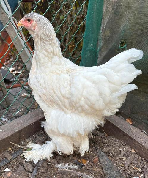 Brahma hennen groot, Dieren en Toebehoren, Pluimvee, Kip, Vrouwelijk