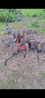 Wallaby s, April, Meerdere dieren