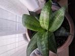 Sanseveria - kamerplant in Keulse pot, Ophalen