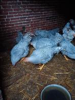 Amrock hanen, Mannelijk, Kip