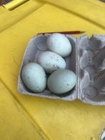 Broedeieren zwarte loopeenden, September, Geslacht onbekend
