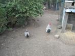 Mooie trio wyandotte krielen, Dieren en Toebehoren, Pluimvee, Meerdere dieren, Kip