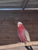 male reproducteur rosalbin, Mannelijk, Papegaai, Geringd