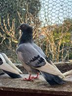 Pigeons., Animaux & Accessoires