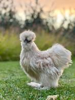 Zijdehoen Haan 100%USA, Dieren en Toebehoren, Pluimvee, Mannelijk, Kip