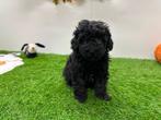 Nestje Dwergpoedel pups, Dieren en Toebehoren, Honden | Chihuahua's en Gezelschapshonden, Poedel, België, CDV (hondenziekte), 8 tot 15 weken