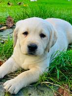 Blonde labrador pups, Dieren en Toebehoren, België, Fokker | Hobbymatig, 8 tot 15 weken, CDV (hondenziekte)