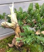 Taxus pre bonsai, Jardin & Terrasse, Plantes | Arbres, Enlèvement