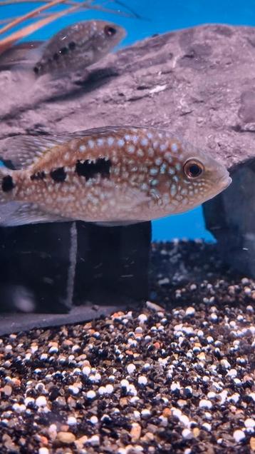     Herichthys carpintis  cichlide / parelmoer cichlide  beschikbaar voor biedingen