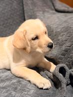 In huis geboren blond labrador teefje, België, Fokker | Hobbymatig, 8 tot 15 weken, Teef