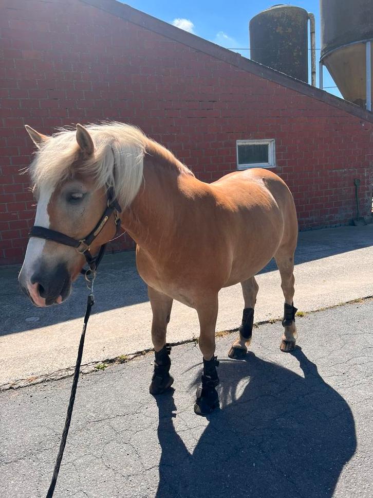 Haflinger ruin te koop, Dieren en Toebehoren, Pony's, Ruin