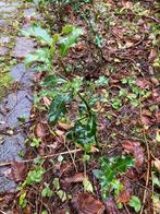 Ilex Aquifolium hulst plantjes 40 stuks 30a40cm, Tuin en Terras, Ophalen of Verzenden
