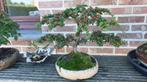 Bonsai Cotoneaster Horizontalis, Tuin en Terras, Planten | Tuinplanten, Ophalen