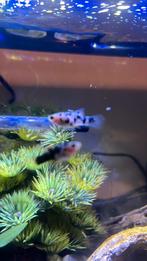 Jonge platy’s te koop, Poisson, Poisson d'eau douce, Banc de poissons