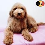 Caniche Royal, magnifiques chiots couleur rouge et abricot, Commerçant, Caniche, 8 à 15 semaines, Plusieurs