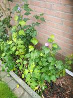 Hibiscus of Chinese roos, Tuin en Terras, Ophalen, Zomer, Vaste plant, Overige soorten