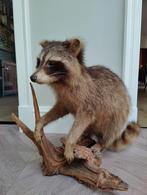 wasbeer taxidermie, Ophalen of Verzenden