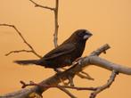 Borneobronzeman - Lonchura fuscans, Dieren en Toebehoren, Vogels | Overige Vogels, Mannelijk, Tropenvogel, Geringd