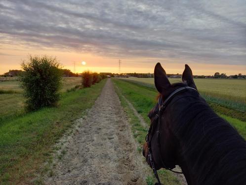 Super braaf 8 jarig recreatiepaard - paard, Dieren en Toebehoren, Paarden, Ruin, Recreatiepaard