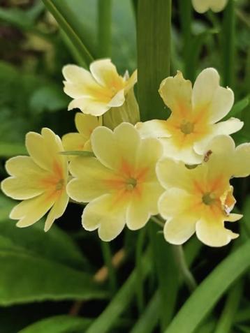 Primula veris / sleutelbloem , lees beschrijving  beschikbaar voor biedingen